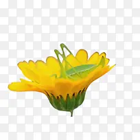 万寿菊 花朵 植物-空若网 万寿菊 花朵 植物-空若网