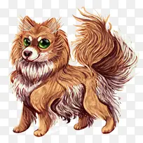 波美拉尼亚犬 红狐犬 胡须-空若网 波美拉尼亚犬 红狐犬 胡须-空若网