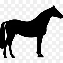 小马 阿哈尔泰克 达特穆尔小马-空若网 小马 阿哈尔泰克 达特穆尔小马-空若网