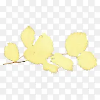 黄色 水果 叶子-空若网 黄色 水果 叶子-空若网