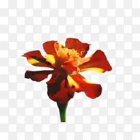 万寿菊 开花 花-空若网 万寿菊 开花 花-空若网