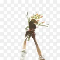 郁金香 花 植物-空若网 郁金香 花 植物-空若网