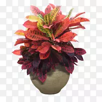 室内植物花盆-植物-空若网 室内植物花盆-植物-空若网