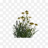 英国薰衣草灌木观赏性草本植物-空若网 英国薰衣草灌木观赏性草本植物-空若网