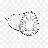 菠萝蜜 水果 绘画-空若网 菠萝蜜 水果 绘画-空若网