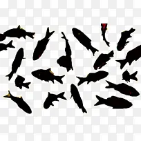 奥兰达 鱼 水族馆-空若网 奥兰达 鱼 水族馆-空若网