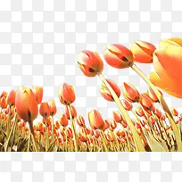 郁金香 花朵 植物群-空若网 郁金香 花朵 植物群-空若网