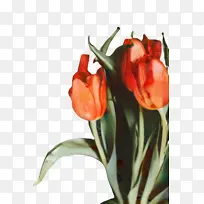 郁金香 花朵 植物-空若网 郁金香 花朵 植物-空若网