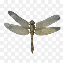 蜻蜓 昆虫 卡通-空若网 蜻蜓 昆虫 卡通-空若网