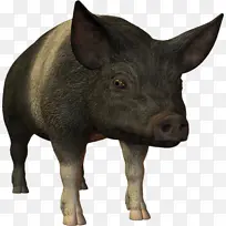 猪 动物 绘画-空若网 猪 动物 绘画-空若网