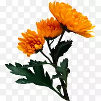 菊花剪贴画-菊花-空若网 菊花剪贴画-菊花-空若网