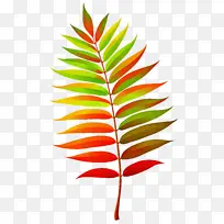 Ҷ�� ֲ�ﾥ ��֦-������