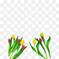 郁金香 花 植物-空若网 郁金香 花 植物-空若网