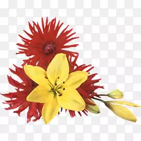 花卉下载-菊花-空若网 花卉下载-菊花-空若网