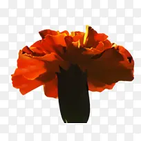 万寿菊 开花 花朵-空若网 万寿菊 开花 花朵-空若网