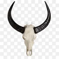 头骨 动物头骨 动物-空若网 头骨 动物头骨 动物-空若网