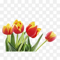 郁金香 花朵 植物群-空若网 郁金香 花朵 植物群-空若网