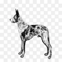 塞帕拉西伯利亚雪橇犬 澳大利亚牛犬 库利犬-空若网 塞帕拉西伯利亚雪橇犬 澳大利亚牛犬 库利犬-空若网