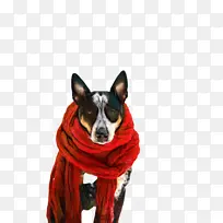 可爱的狗 宠物 动物-空若网 可爱的狗 宠物 动物-空若网