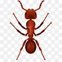 蚂蚁 昆虫 侧影-空若网 蚂蚁 昆虫 侧影-空若网