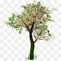 樱花 室内植物 花朵-空若网 樱花 室内植物 花朵-空若网