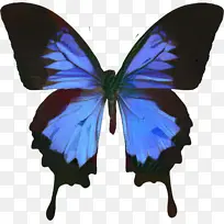 蝴蝶 尤利西斯蝴蝶 燕尾蝶-空若网 蝴蝶 尤利西斯蝴蝶 燕尾蝶-空若网