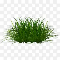 ¹ÛÉÍ²Ý ¹ÛÉÍÖ²Îï ²Ý-¿ÕÈôÍø ¹ÛÉÍ²Ý ¹ÛÉÍÖ²Îï ²Ý-¿ÕÈôÍø