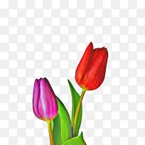郁金香 花朵 植物群-空若网 郁金香 花朵 植物群-空若网