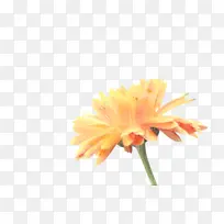 ���پ� ���� ��-������