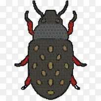 昆虫 象甲 水疱甲虫-空若网 昆虫 象甲 水疱甲虫-空若网