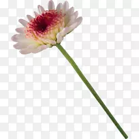 花束-菊花-空若网 花束-菊花-空若网