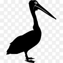 澳大利亚鹈鹕 剪影 鸟类-空若网 澳大利亚鹈鹕 剪影 鸟类-空若网