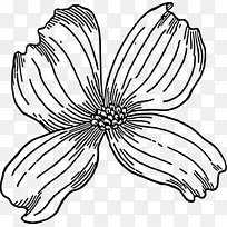 花山茱萸 山茱萸 太平洋山茱萸-空若网 花山茱萸 山茱萸 太平洋山茱萸-空若网