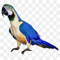 虎皮鹦鹉 鸟 爱情鸟-空若网 虎皮鹦鹉 鸟 爱情鸟-空若网