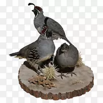 鹌鹑iphone az野生动物创造-鹌鹑-空若网 鹌鹑iphone az野生动物创造-鹌鹑-空若网