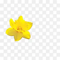 Ë®ÏÉ »ÆÉ« »¨-¿ÕÈôÍø Ë®ÏÉ »ÆÉ« »¨-¿ÕÈôÍø