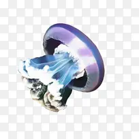 水母 音乐 钴蓝-空若网 水母 音乐 钴蓝-空若网