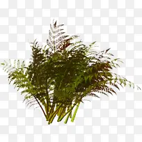 蕨类植物 草 树-空若网 蕨类植物 草 树-空若网