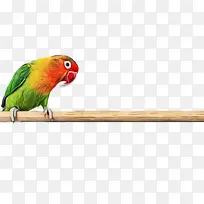 鹦鹉 鸟 菲舍尔爱鸟-空若网 鹦鹉 鸟 菲舍尔爱鸟-空若网
