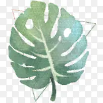 Ҷ�� �� ֲ��-������