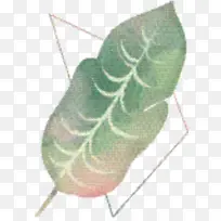 Ò¶ À¥³æ Ö²Îï-¿ÕÈôÍø Ò¶ À¥³æ Ö²Îï-¿ÕÈôÍø