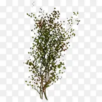 树枝 植物茎 叶-空若网 树枝 植物茎 叶-空若网