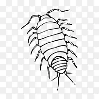 绘画 药丸虫 昆虫-空若网 绘画 药丸虫 昆虫-空若网