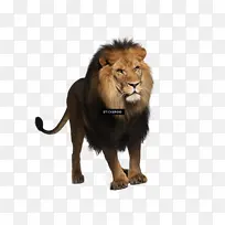 狮子 动物 长颈鹿-空若网 狮子 动物 长颈鹿-空若网