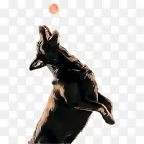 狗 品种 澳大利亚凯尔比犬-空若网 狗 品种 澳大利亚凯尔比犬-空若网