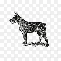 澳大利亚牛狗 马 短尾牛狗-空若网 澳大利亚牛狗 马 短尾牛狗-空若网