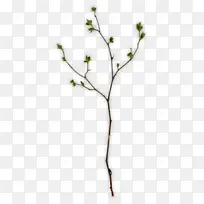 视频 植物茎 树枝-空若网 视频 植物茎 树枝-空若网