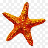 º£ÐÇ »æ» Ë®²Ê»-¿ÕÈôÍø º£ÐÇ »æ» Ë®²Ê»-¿ÕÈôÍø