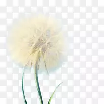 蒲公英开花植物近景蒲公英-空若网 蒲公英开花植物近景蒲公英-空若网