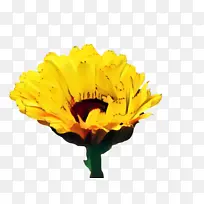 万寿菊 开花 花-空若网 万寿菊 开花 花-空若网